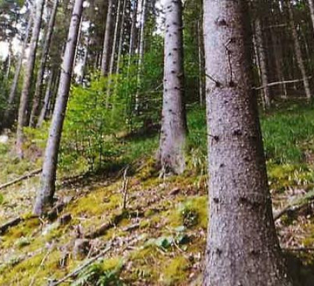 Šuma - u udjelu ⅓, Koprivna, 2393 Črna na Koroškem