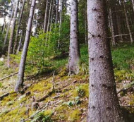 Šuma - u udjelu ⅓, Koprivna, 2393 Črna na Koroškem