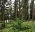 Šuma, Črešnova, 3214 Zreče