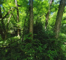 Šuma - u udjelu ½, Lukačevci, 9226 Moravske Toplice