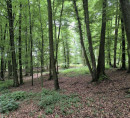 Šuma - u udjelu 7/16, Godeninci, 2277 Središče ob Dravi