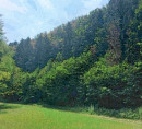 Šuma - u udjelu ½, Kal pri Krmelju, 8297 Šentjanž