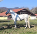 Službeni konj "Conversano Torysa I"