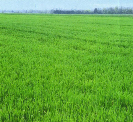 Poljoprivredno zemljište br. 2 - u udjelu ½, Satahovci, 9000 Murska Sobota