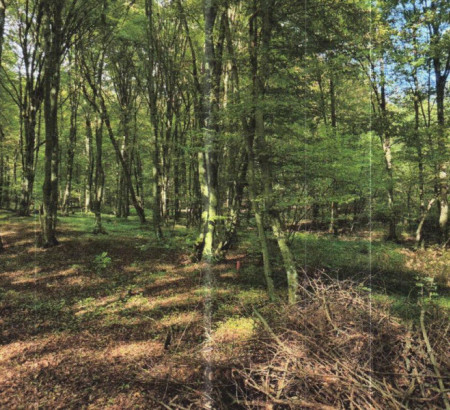 Šuma, Bogojina, 9222 Bogojina