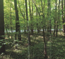 Šuma, Krplivnik, 9205 Hodoš