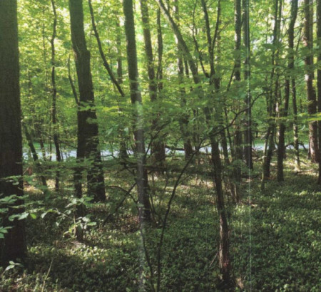 Šuma, Krplivnik, 9205 Hodoš