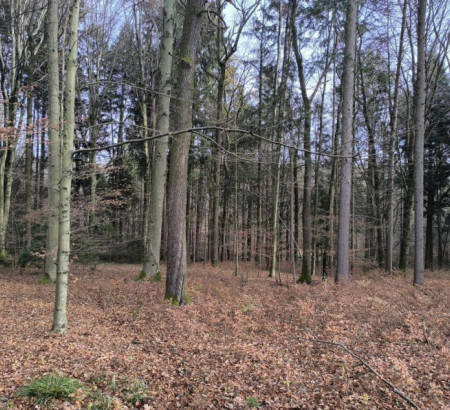 Šuma, Pokoše, 2310 Slovenska Bistrica