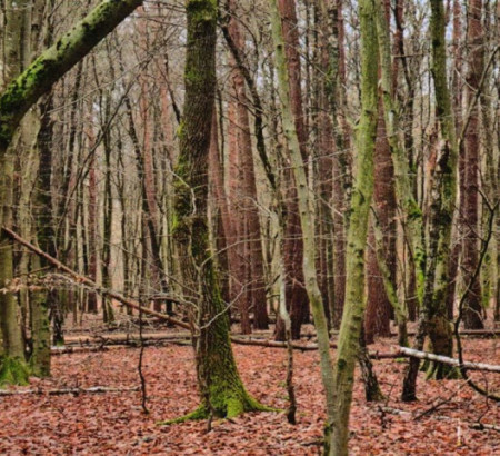Šuma br. 1 - u udjelu ½, Prosenjakovci, 9207 Prosenjakovci
