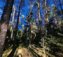 Šuma - u udjelu ½, 2206 Marjeta na Dravskem polju