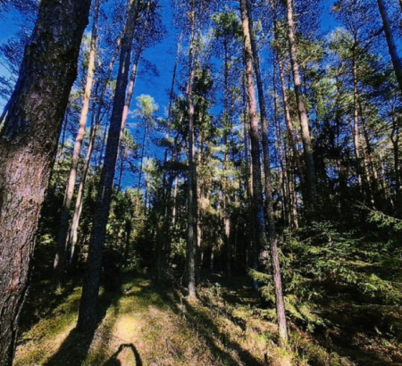 Šuma - u udjelu ½, 2206 Marjeta na Dravskem polju