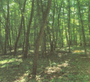 Šuma, Satahovci, 9000 Murska Sobota