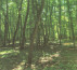 Šuma, Satahovci, 9000 Murska Sobota