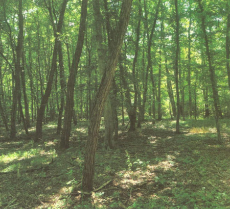 Šuma, Satahovci, 9000 Murska Sobota