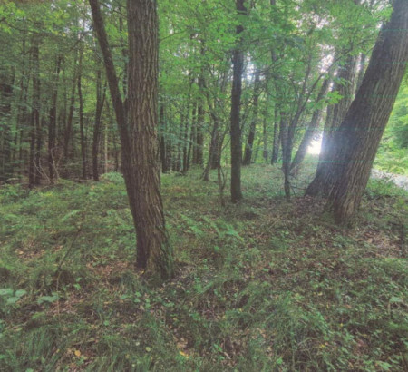 Šuma, Mekotnjak, 9240 Ljutomer