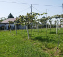 Građevinsko zemljište, poljoprivredno zemljište, šuma, Stara Gora, 9244 Sveti Jurij ob Ščavnici
