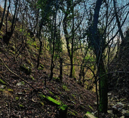 Šuma br. 3 - u udjelu 1/5, Šalara, 6000 Koper
