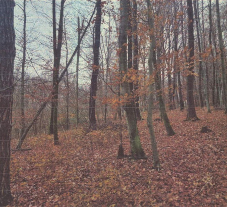 Šuma, Kuršinci, 9243 Mala Nedelja