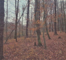 Šuma, Kuršinci, 9243 Mala Nedelja