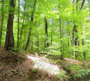 Šuma, Bukovec, 2314 Zgornja Polskava