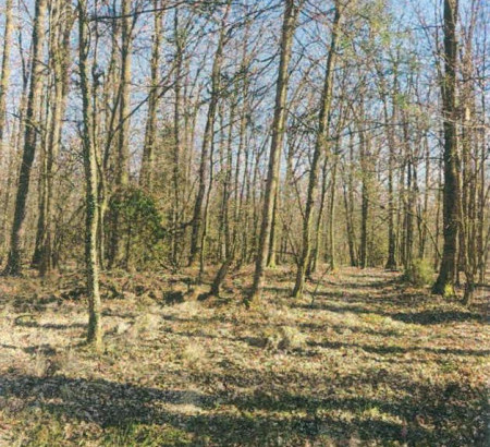 Šuma - u udjelu ⅓, Župelevec, 8258 Kapele